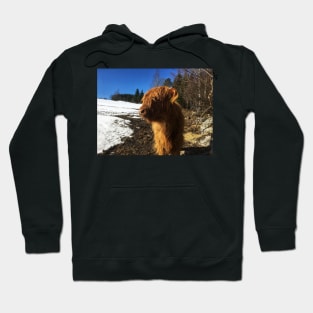 Scottish Highland Cattle Calf 1967 Hoodie